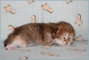 Female Siberian Kitten from Deedlebug Siberians